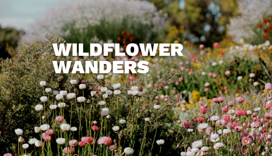 Wildflower Wanders