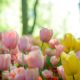 Hidden Secrets Of Araluen Guided Hike & Tulip Planting