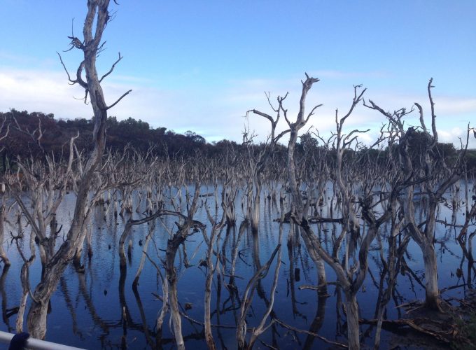 Water | Kepwari Wetlands