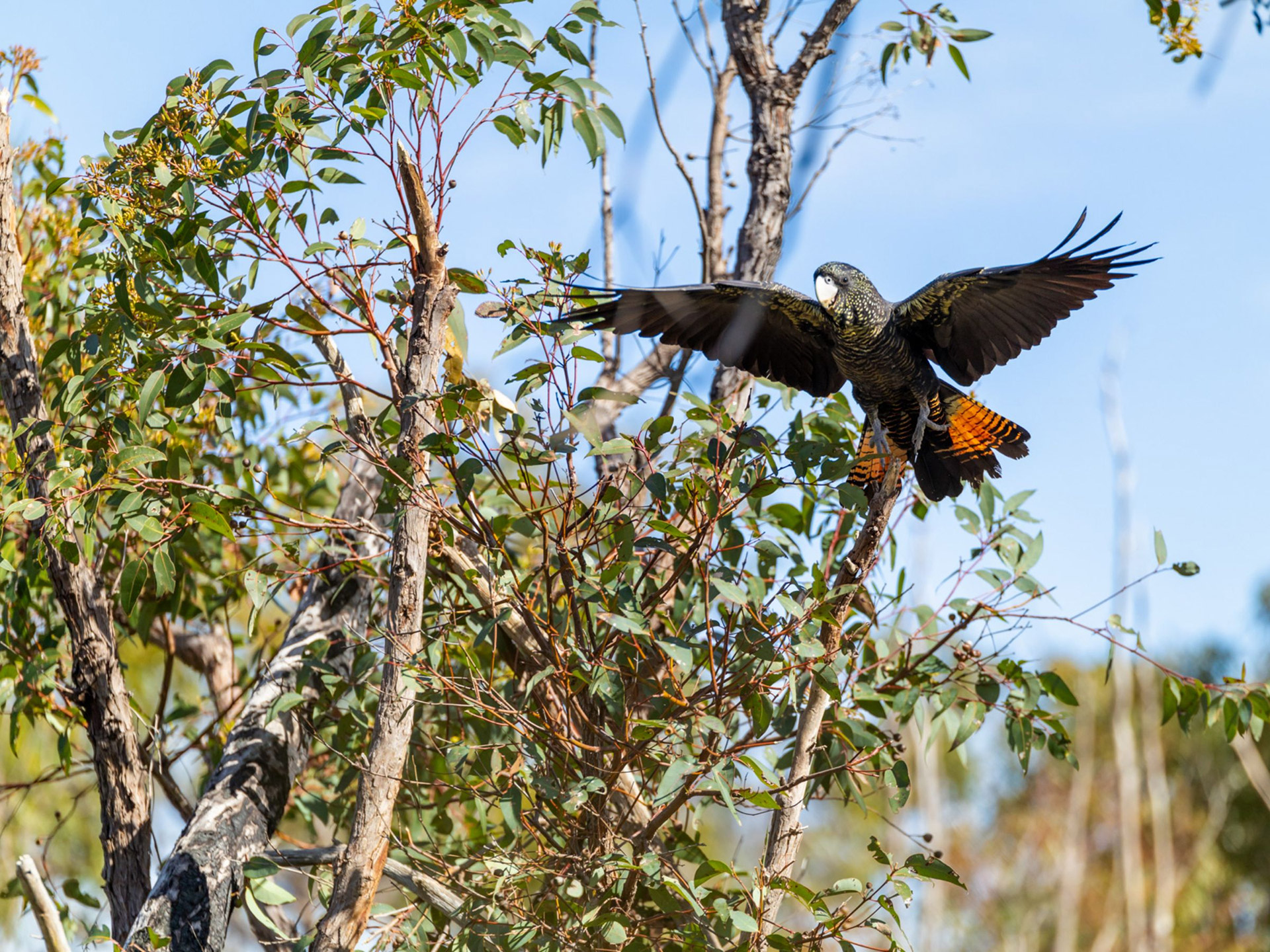 Red-tailed black cockatoo in flight through native bushland in Western Australia