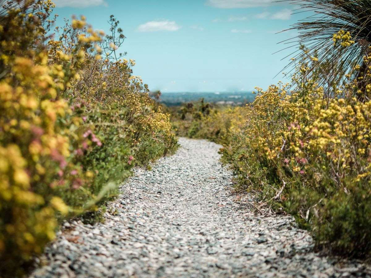 Gravel hiking trail through wildflowers in the Perth Hills, Western Australia