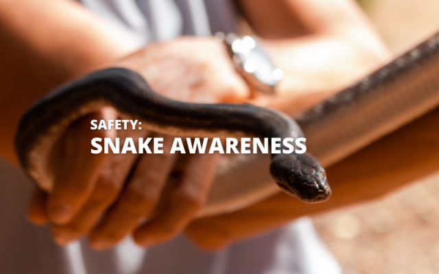Snakes 101 – What to Know About Snakes On The Trail