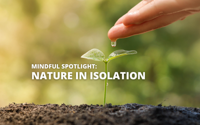 Finding Nature In An Isolated World