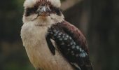 Laughing in the Treetops: The Joy of Kookaburras