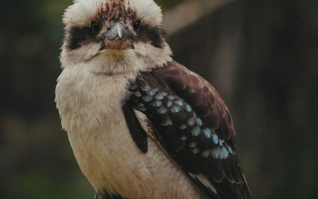 Laughing in the Treetops: The Joy of Kookaburras