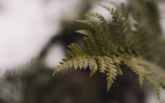 Discovering the Beauty of Wabi Sabi in Nature