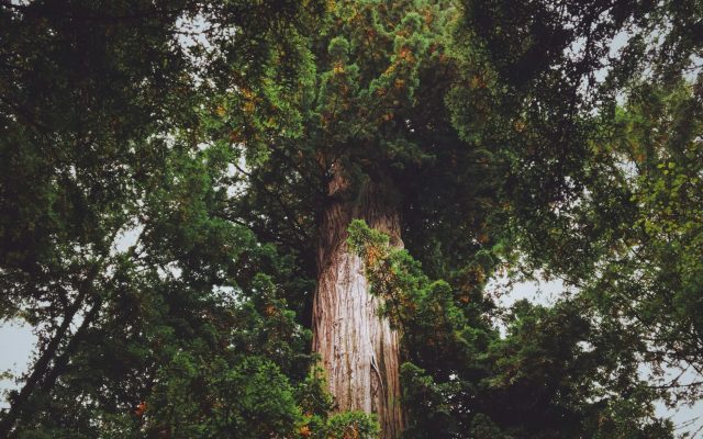 Hiking For Seniors