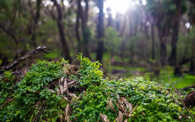 Lush forest vegetation along a hiking trail in Yanchep National Park, near Perth, Western Australia