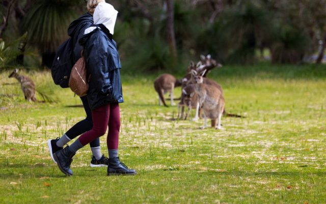 Hiker walking through Yanchep National Park near kangaroos – Perth hiking trail