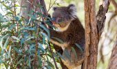 Meet Yanchep’s Newest Koalas