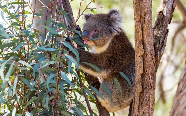 Meet Yanchep’s Newest Koalas