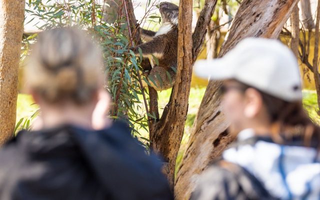 Hikers spotting a koala while walking through Yanchep National Park in Perth, Western Australia