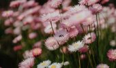 Exploring Nature’s Canvas: Top Wildflowers to Discover in the Perth Hills this Spring