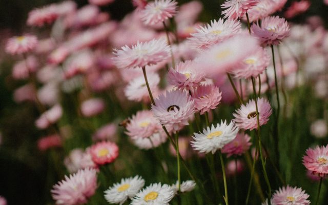 Exploring Nature’s Canvas: Top Wildflowers to Discover in the Perth Hills this Spring