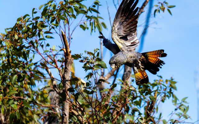 Preserving the Majesty of the Red-Tailed Black Cockatoo