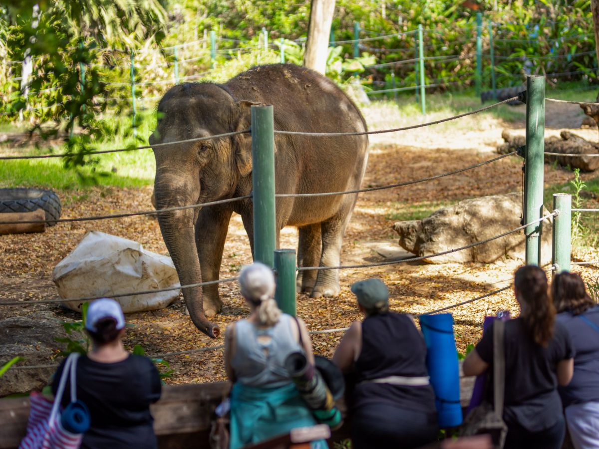 Morning sounds and wildlife at Perth Zoo create a natural soundtrack for Zen in the Zoo yoga and mindfulness sessions.
