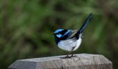 The Brilliance Of The Blue Fairy Wren.