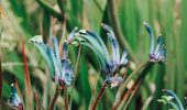 Best Wildflower Walks in Perth: Where to See WA’s Spring Blooms