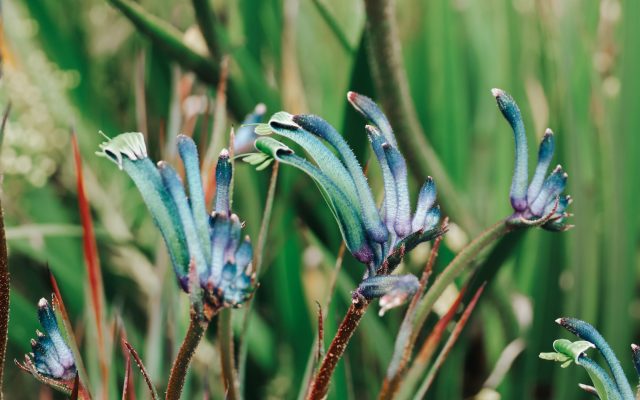 Best Wildflower Walks in Perth: Where to See WA’s Spring Blooms