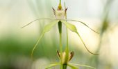 How to Read a Wildflower: A Beginner’s Guide to Looking Properly