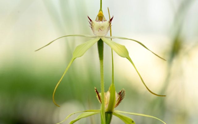 How to Read a Wildflower: A Beginner’s Guide to Looking Properly