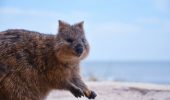 Everything You Need to Know About the Happy Quokkas of Rottnest Island