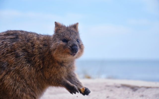 Everything You Need to Know About the Happy Quokkas of Rottnest Island
