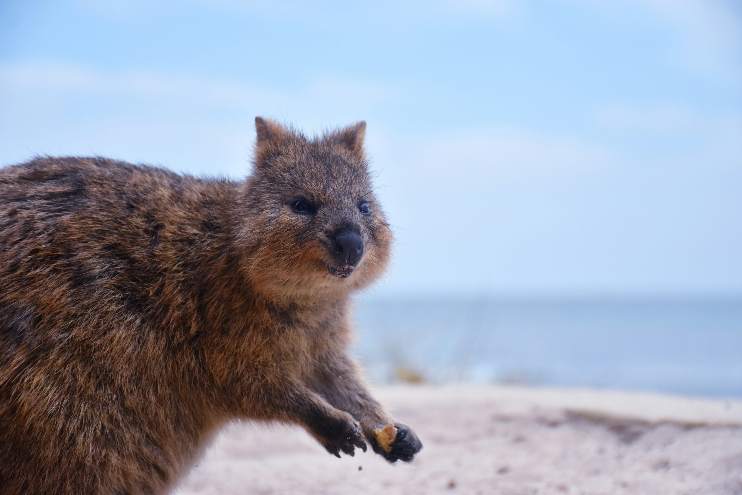 Quokka near the coast on Rottnest Island, Western Australia