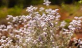Seasonal wildflowers on Armadale Six Seasons trail highlighting Noongar bushland biodiversity