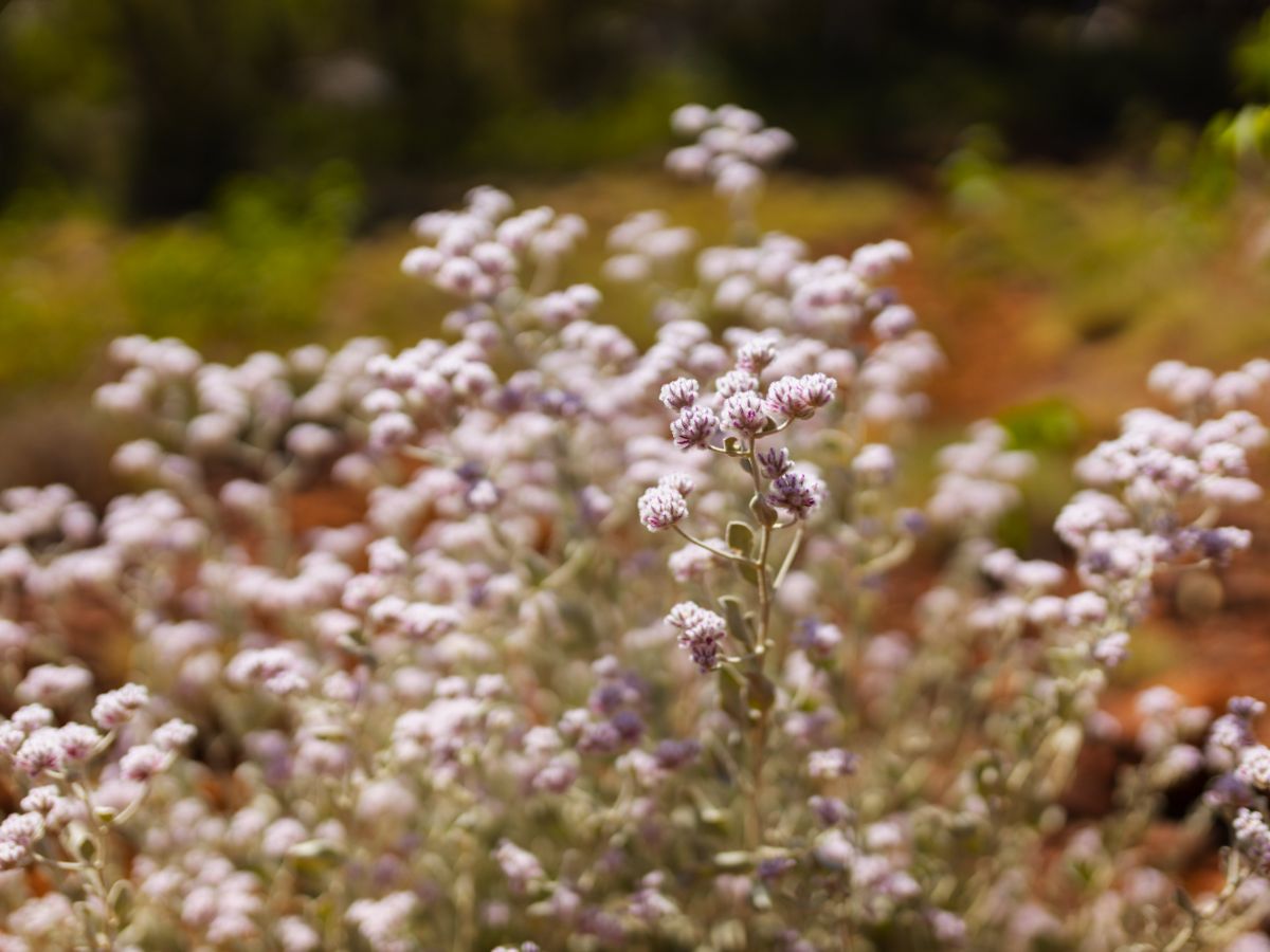 Seasonal wildflowers on Armadale Six Seasons trail highlighting Noongar bushland biodiversity