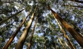 The Scent of the Bush: How Nature’s Fragrance Can Soothe the Mind