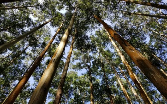 The Scent of the Bush: How Nature’s Fragrance Can Soothe the Mind