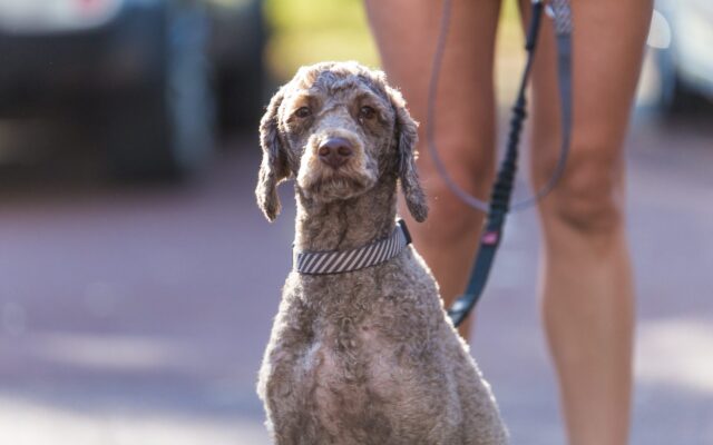 Dog walking trails Perth | Family friendly bushwalk with dogs