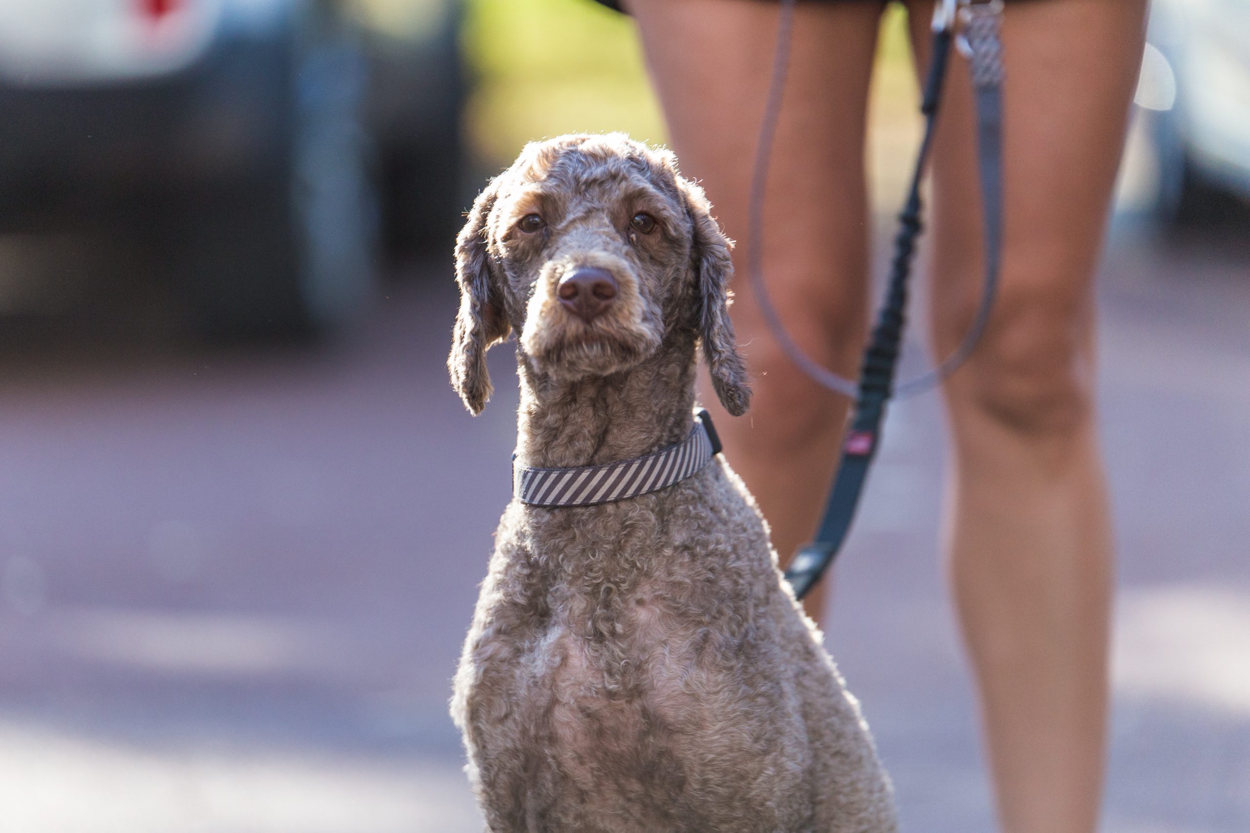 Dog walking trails Perth | Family friendly bushwalk with dogs