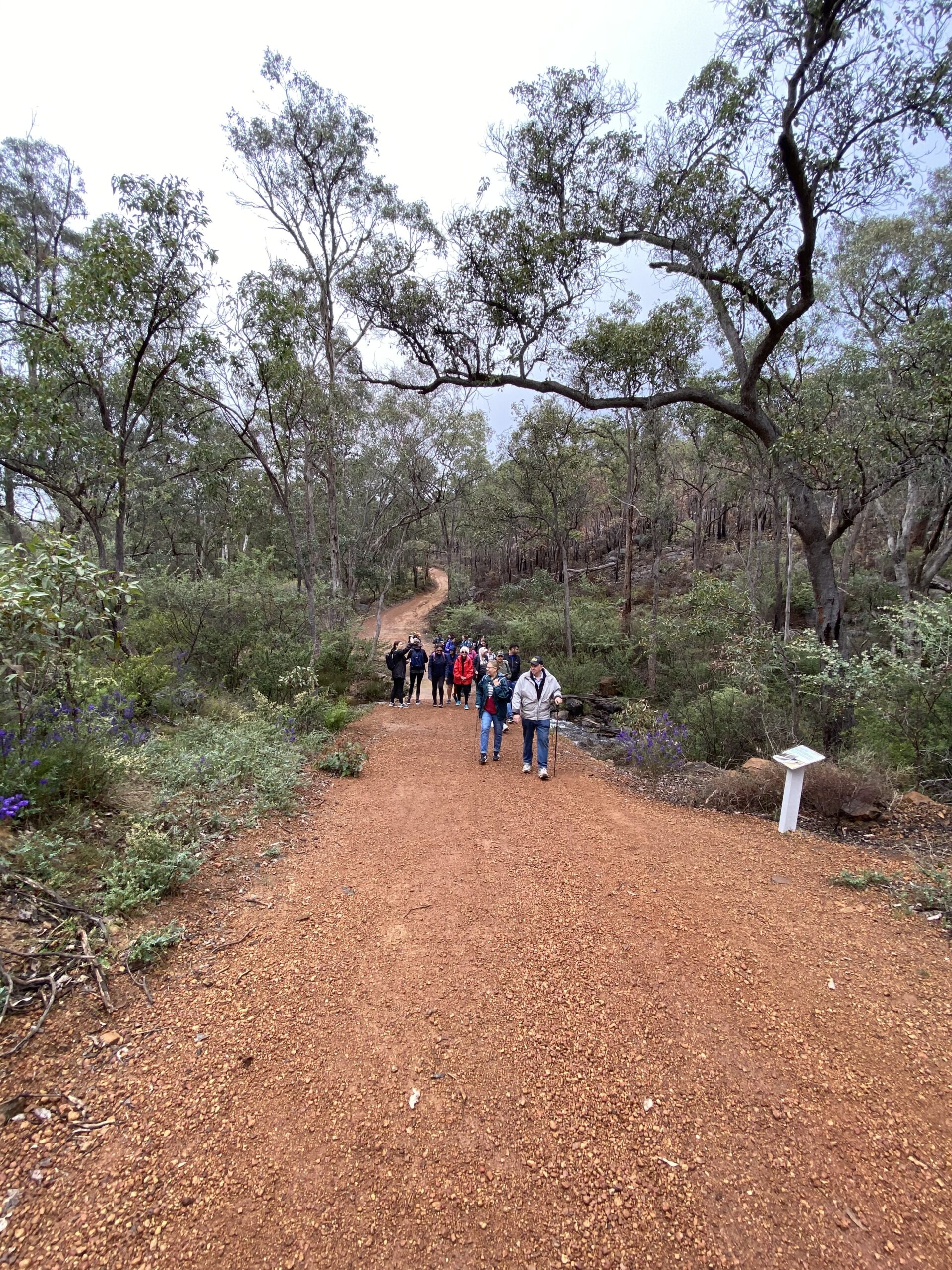 Family friendly hike Perth Hills | Rocky Pool Walk wildflower trail