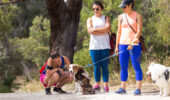 Hiking bold park dog friendly hikes
