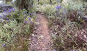 Rocky Pool hiking trail WA | Scenic wildflower walk in Kalamunda