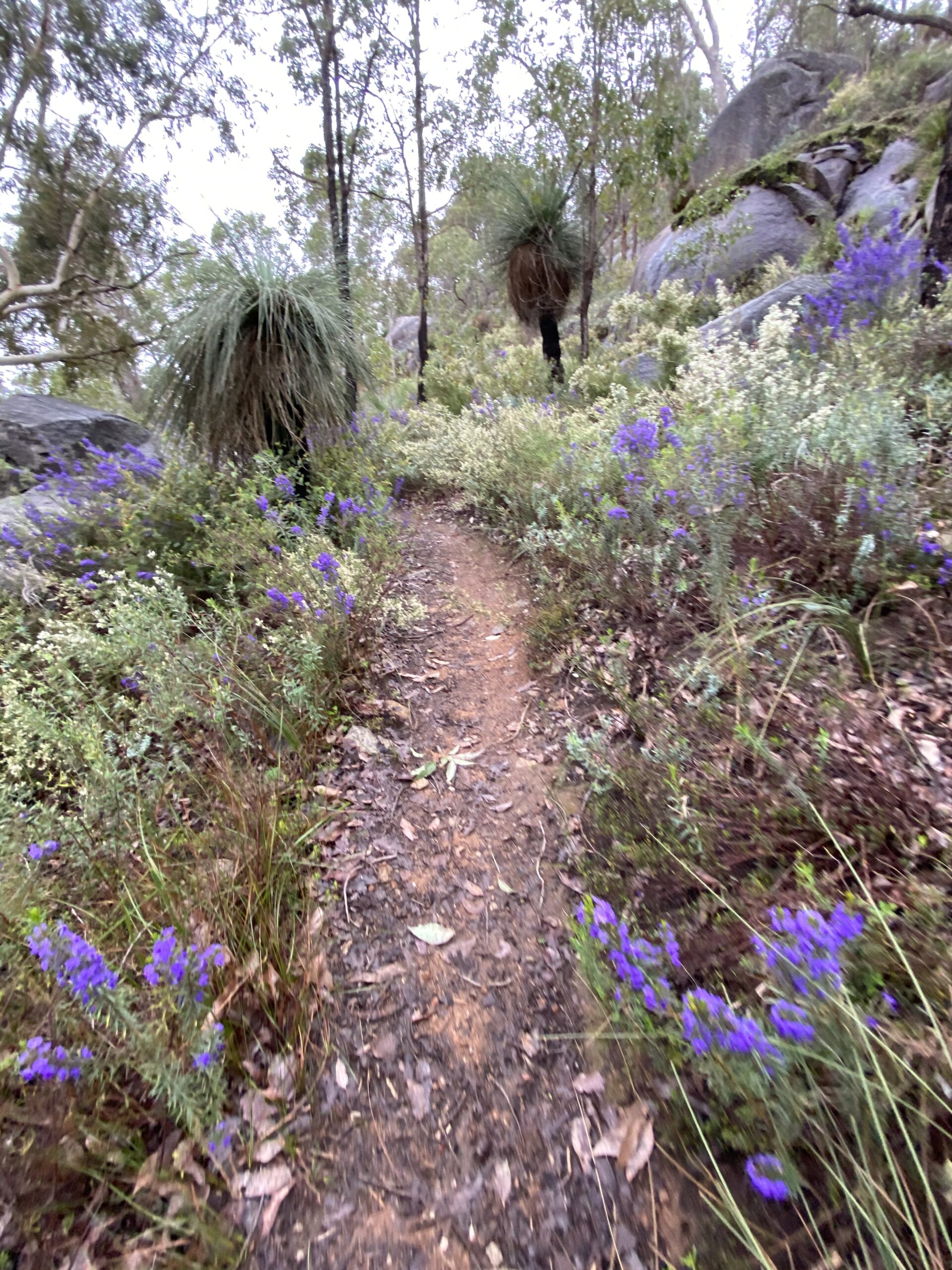 Rocky Pool hiking trail WA | Scenic wildflower walk in Kalamunda