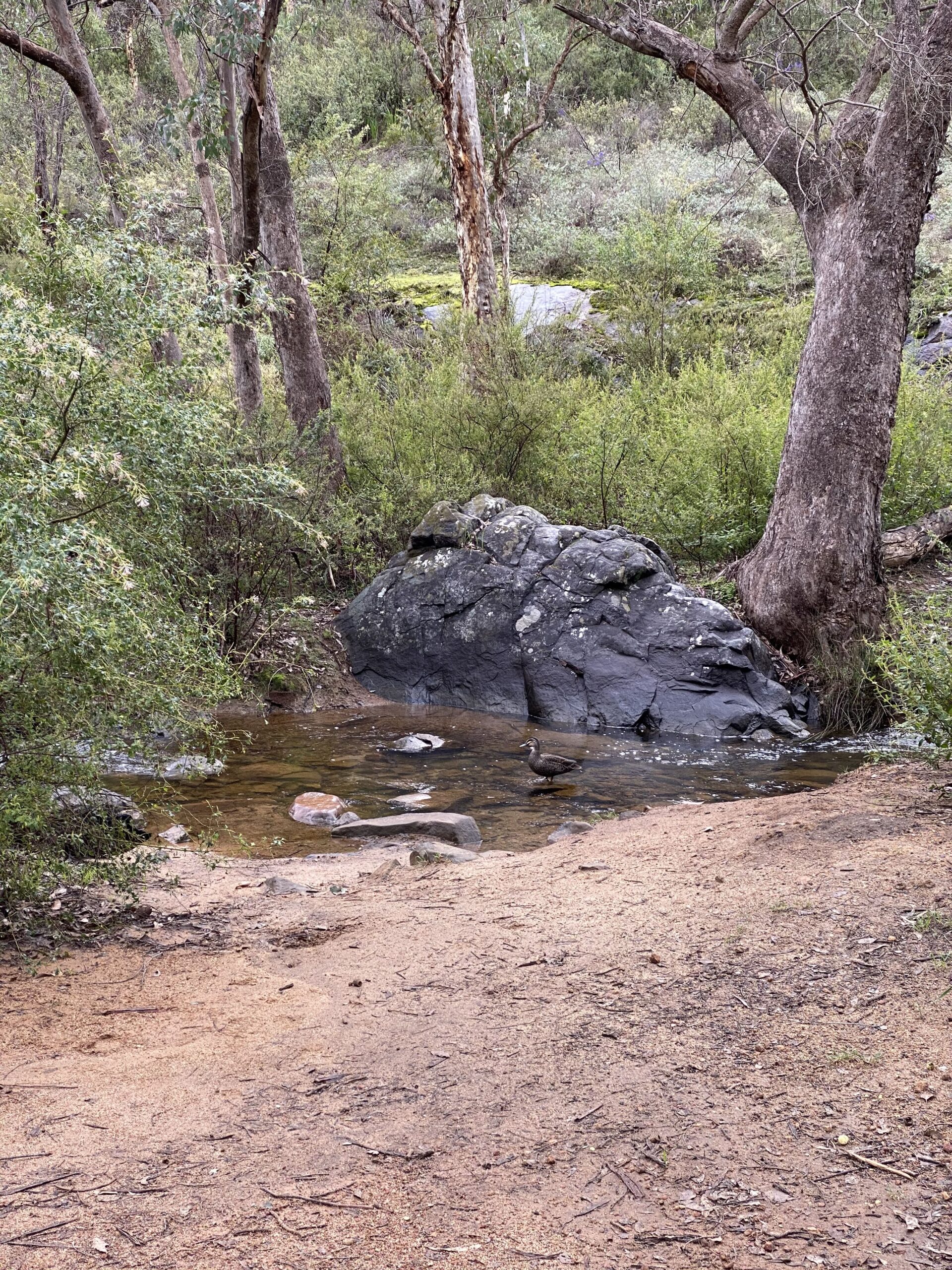 Rocky Pool trail Perth | Stream crossing on Kalamunda hike