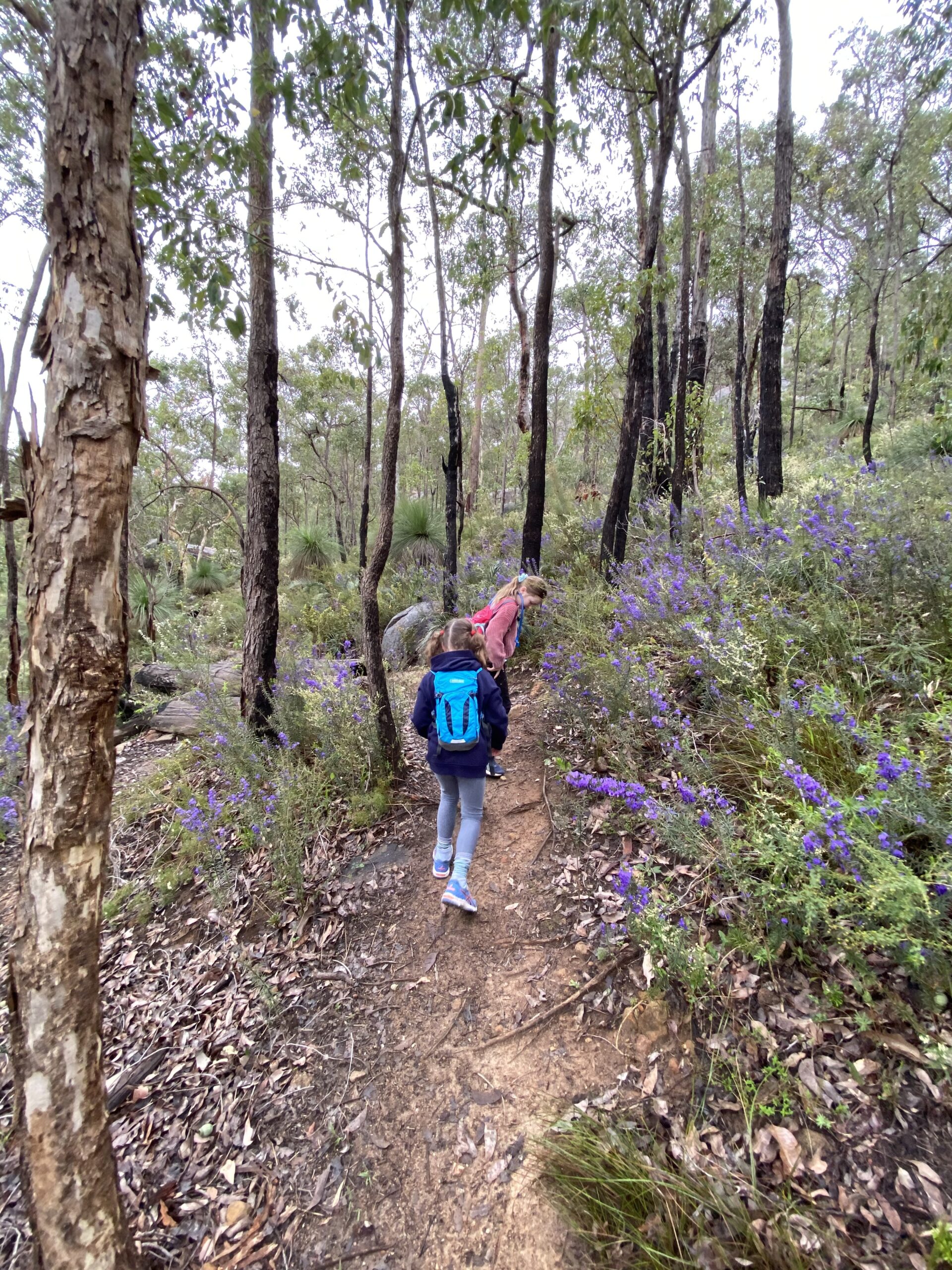 Wildflower hike Perth | Spring walk on Rocky Pool trail