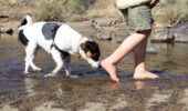 Dog friendly walking trails Perth | Pet friendly hikes WA