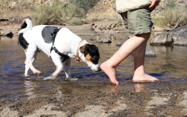 Dog friendly walking trails Perth | Pet friendly hikes WA