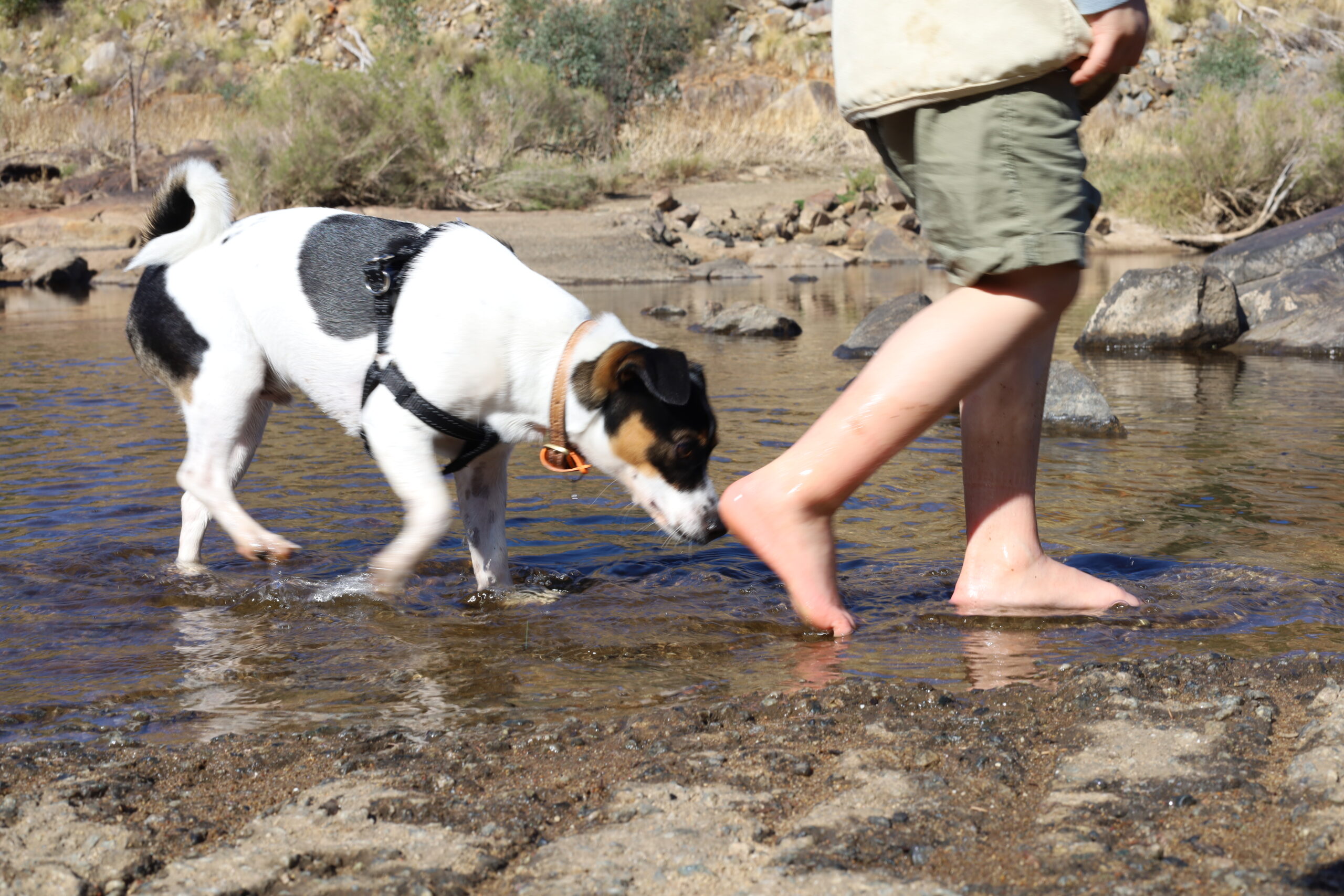 Dog friendly walking trails Perth | Pet friendly hikes WA