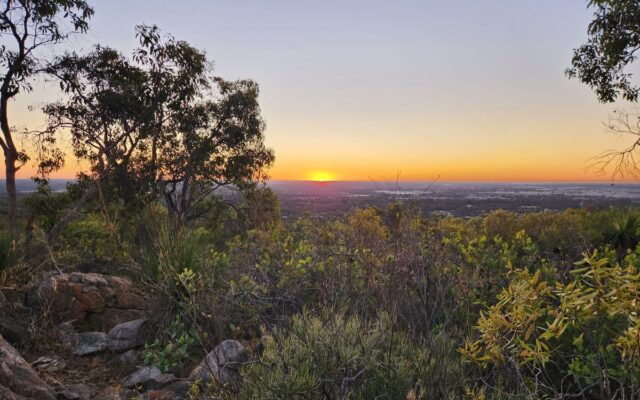 THE BUZZ OF THE WILD