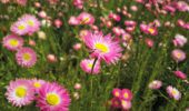 What’s Blooming Now: How to Chase a Spring That Won’t Stand Still