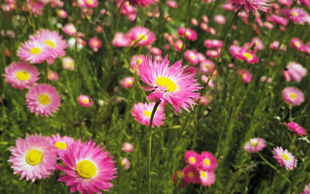 What’s Blooming Now: How to Chase a Spring That Won’t Stand Still