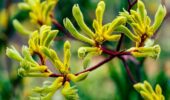 Kangaroo Paws & the Bird-Fed Bush