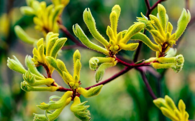 Kangaroo Paws & the Bird-Fed Bush